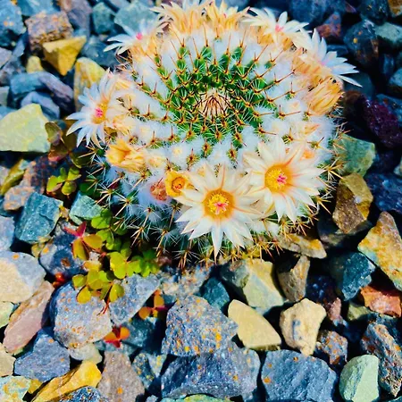 Amber - Fresh Appartement